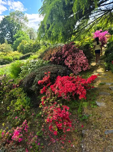 A winding path beside pink and red flowering shrubs in the walled garden