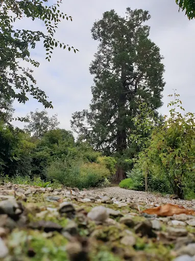 The central Redwood Tree viewed from a gravel garden path