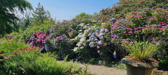 Summer hydrangeas flowering along the garden border