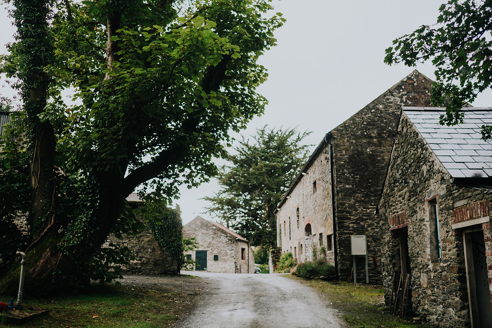 The stone barns and beech tree along the lane at Dunmore